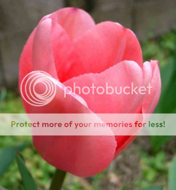 tulip pink tulip3